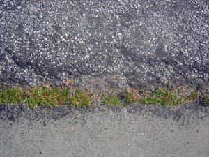 Asphalt Grass